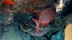 Heteropriacanthus carolinus