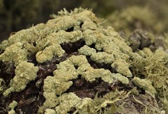 Protoparmeliopsis pinguis