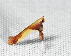 Caloptilia superbifrontella