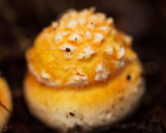 Amanita gayana