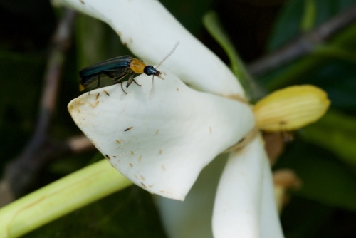 Prionoceridae