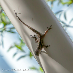 Anolis bonairensis