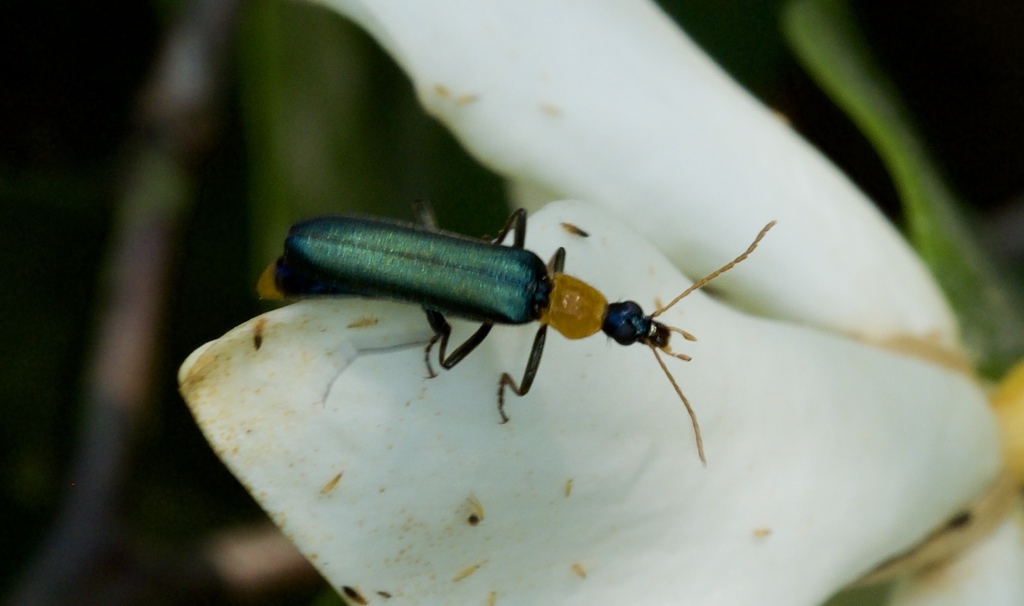 Idgia tonkinea