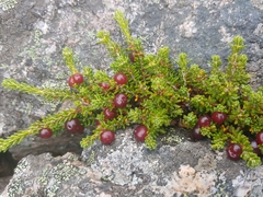 Empetrum eamesii