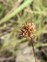 Juncus filipendulus