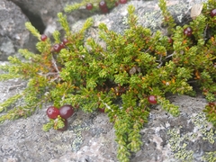 Empetrum eamesii