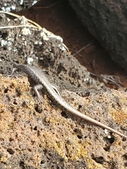 Cryptoblepharus poecilopleurus