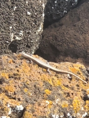 Cryptoblepharus poecilopleurus