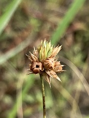 Juncus filipendulus