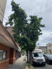 Ginkgoopsida