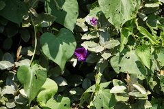 Ipomoea orizabensis
