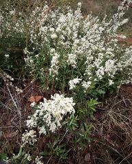 Grevillea pilulifera