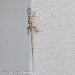 Anolis bonairensis