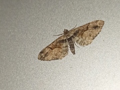 Eupithecia sinuosaria