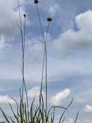 Juncus filipendulus