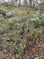 Grevillea pilulifera