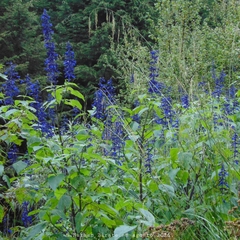 Salvia concolor