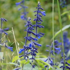 Salvia concolor