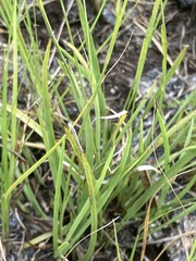 Juncus filipendulus