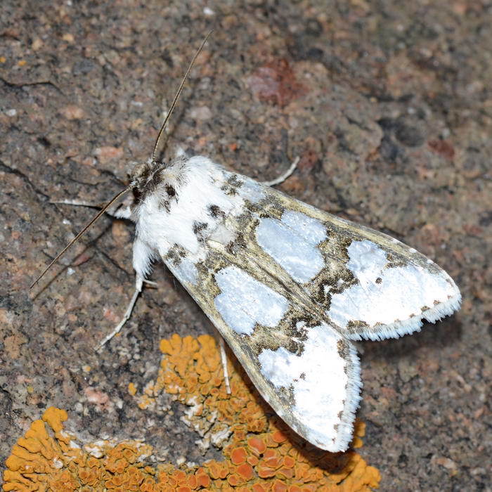 Cucullia magnifica