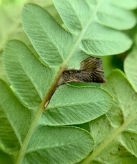 Chirosia filicis