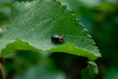 Asphaera abdominalis