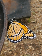 Limenitis archippus archippus