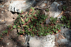 Heuchera caespitosa