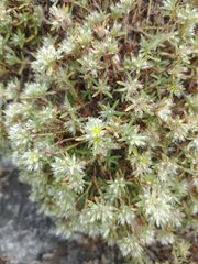 Paronychia argyrocoma