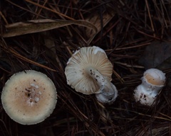 Amanita toxica