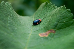 Asphaera abdominalis