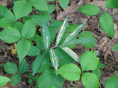 Liriomyza smilacinae