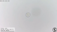 Hastatella