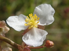 Sagittaria cuneata