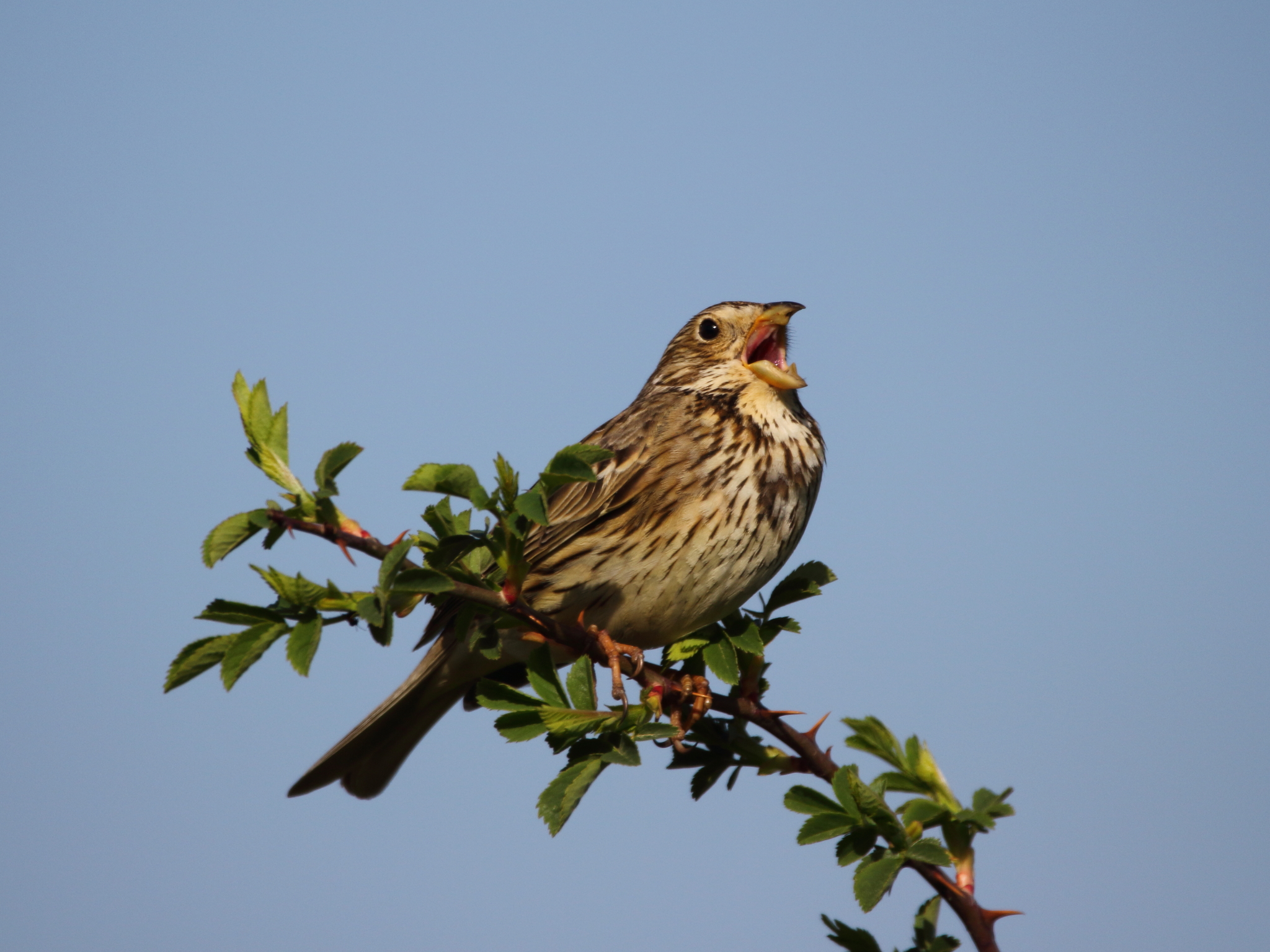 Corn Bunting (Emberiza calandra)