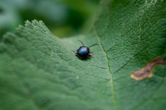 Asphaera abdominalis