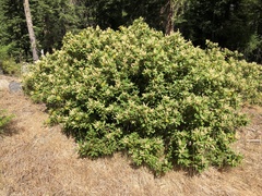 Chrysolepis chrysophylla