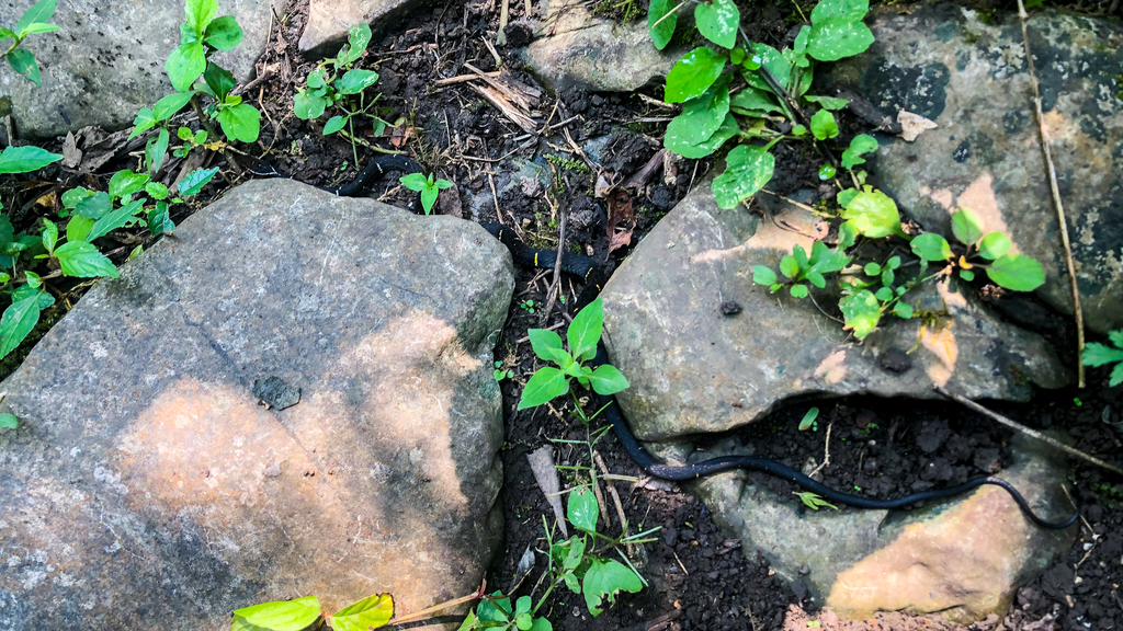 Mount Emei Keelback
