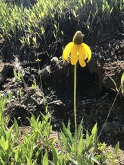 Rudbeckia glaucescens