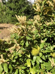 Chrysolepis chrysophylla