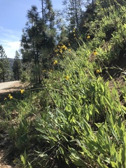 Rudbeckia glaucescens