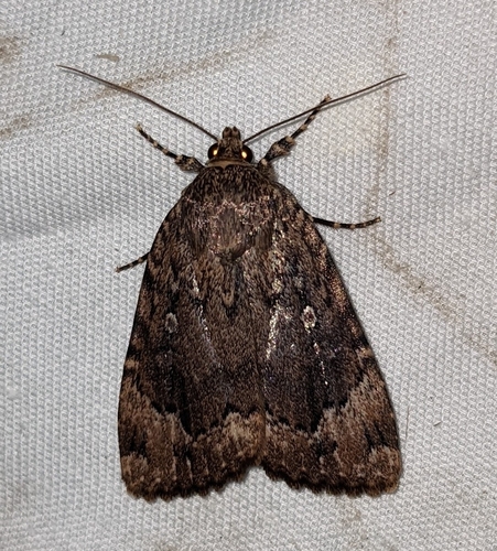 American Copper Underwing (Amphipyra pyramidoides)