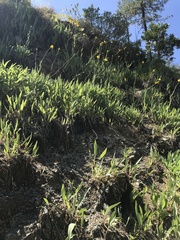 Rudbeckia glaucescens