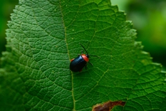 Asphaera abdominalis
