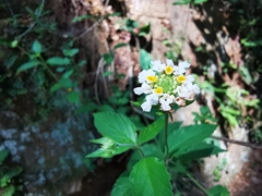 Lantana canescens