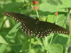 Papilio menatius