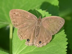 Cissia similis