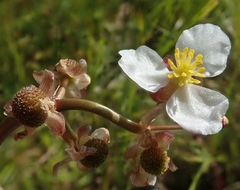 Sagittaria cuneata