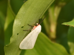 Pygarctia