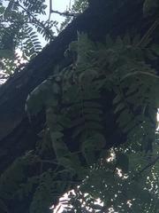 Gleditsia triacanthos